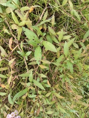 Persicaria criopolitana