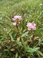 Persicaria criopolitana