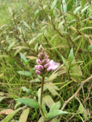 Persicaria criopolitana