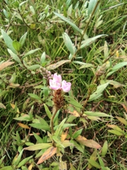 Persicaria criopolitana