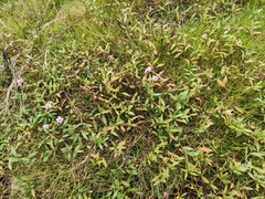 Persicaria criopolitana