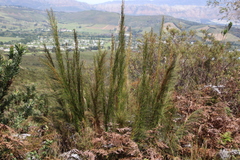 Restio subverticillatus