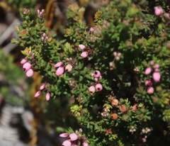 Erica racemosa