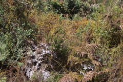 Erica racemosa