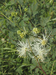 Desmanthus covillei