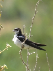 Hirundo dimidiata