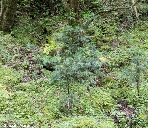 Pino blanco (Podocarpus parlatorei)