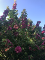 Bougainvillea