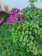 Bougainvillea