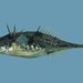 Fourspine Stickleback - Photo (c) FishWise Professional, some rights reserved (CC BY-NC-SA)
