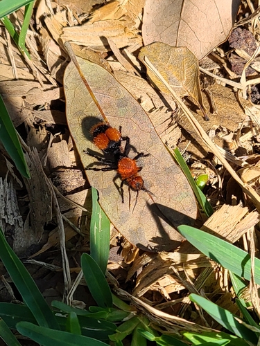 Red velvet ant
