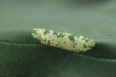 Phyllonorycter joannisi