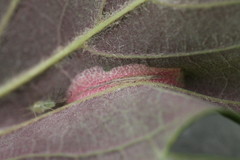Phyllonorycter joannisi