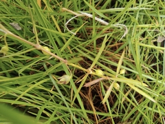 Scleromitrion diffusum