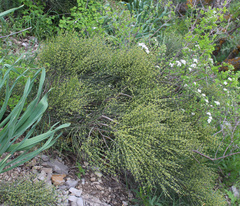 Ephedra procera