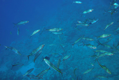 Caesio striata