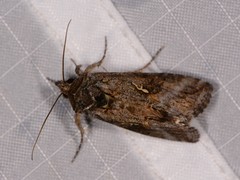 Plusiini