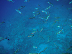 Caesio striata