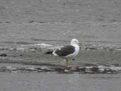 Larus fuscus intermedius