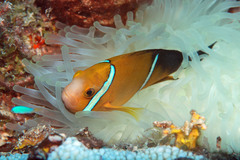 Amphiprion tricinctus