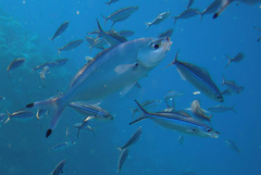 Caesio lunaris