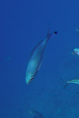 Caesio lunaris