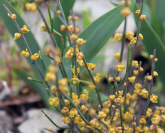 Ephedra procera