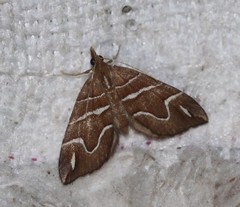 Chaetolopha leucophragma