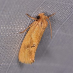 Acrolophus laticapitana