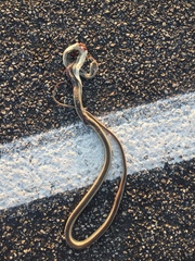 Masticophis taeniatus taeniatus