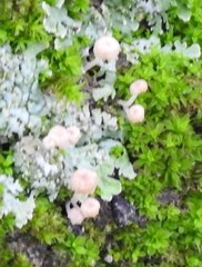 Phloeomana alba