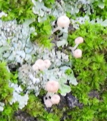 Phloeomana alba