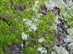 Phloeomana alba