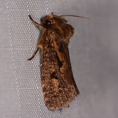 Acrolophinae