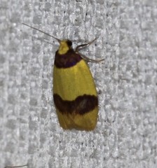 Heterallactis microchrysa