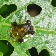 Helocassis testudinaria