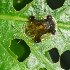 Helocassis testudinaria