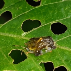 Helocassis testudinaria