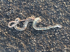 Masticophis taeniatus taeniatus