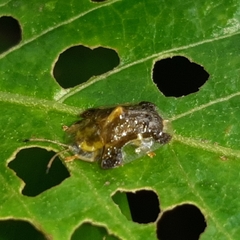 Helocassis testudinaria