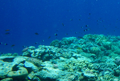 Pycnochromis dimidiatus