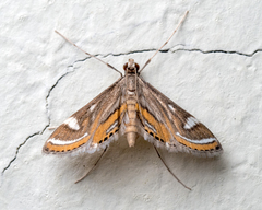 Strepsinoma croesusalis