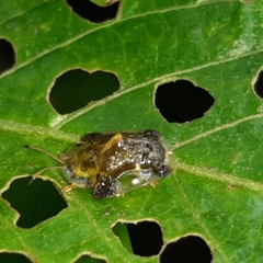 Helocassis testudinaria