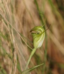 Pterostylis atrans