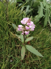 Persicaria criopolitana