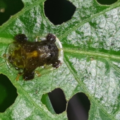 Helocassis testudinaria