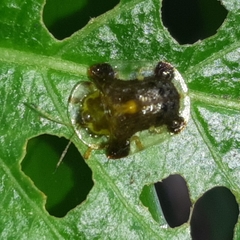 Helocassis testudinaria