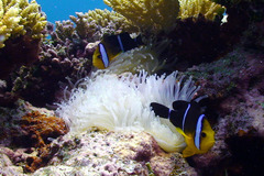 Amphiprion tricinctus