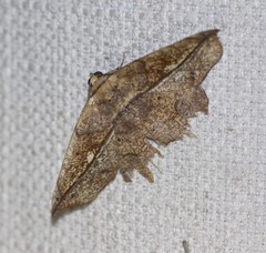 Polyacme dissimilis