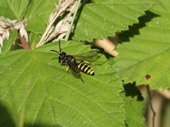 Cerceris arenaria
